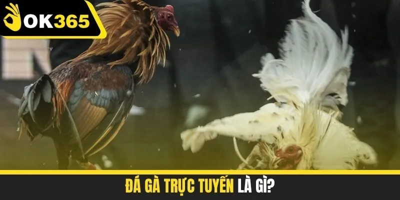 Đá gà trực tuyến là gì?